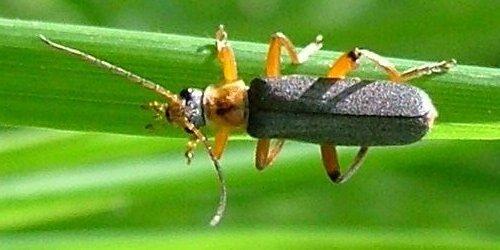 Cantharis nigricans