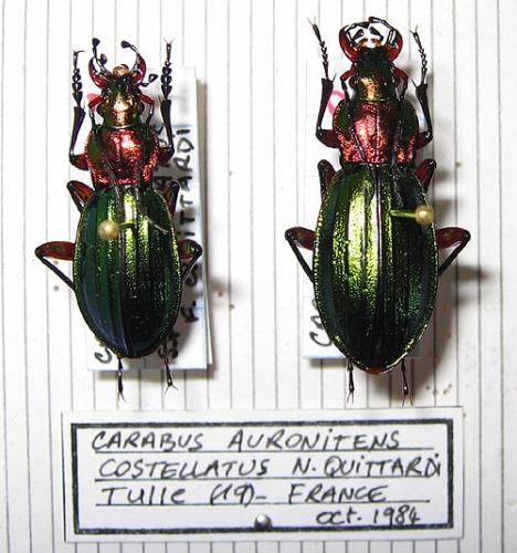 Carabus auronitens auronitens