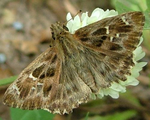 Réf. 4 014 : Carcharodus alceae
