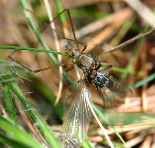 Neoitamus sp.