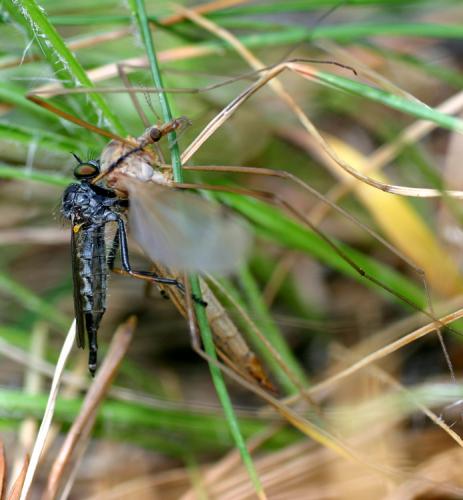 Neoitamus sp.