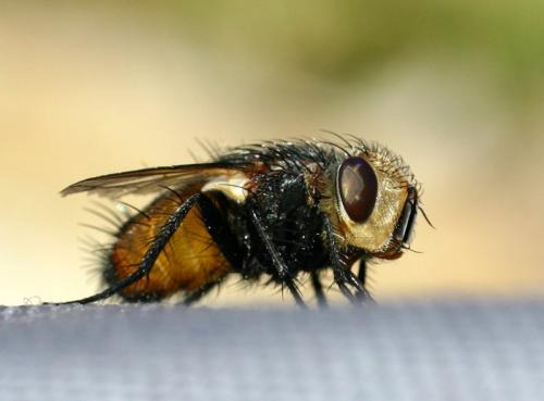 Gonia sp.