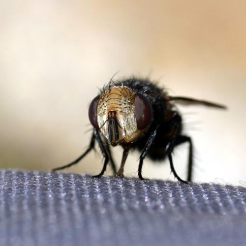 Gonia sp.