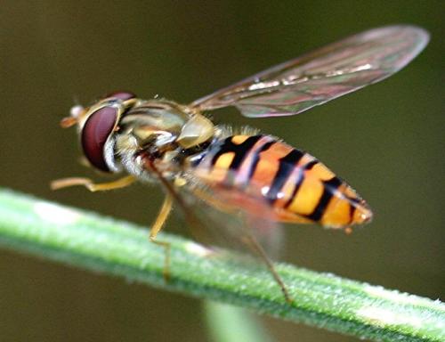 Episyrphus balteatus