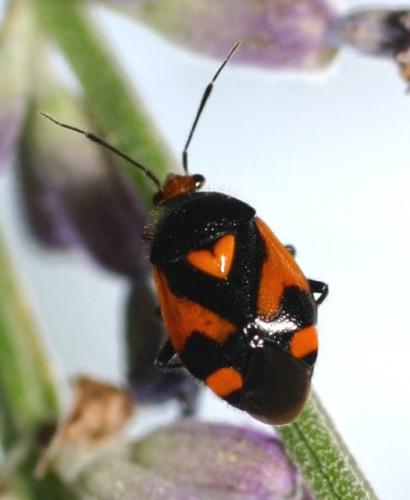 Deraeocoris schach