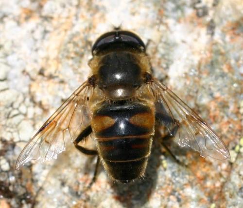 Réf. 4 499 : Eristalis tenax