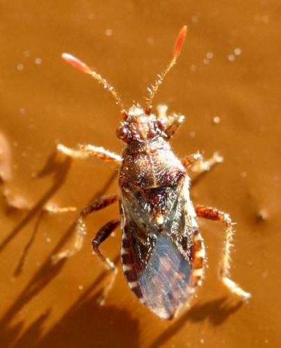 Rhopalus conspersus