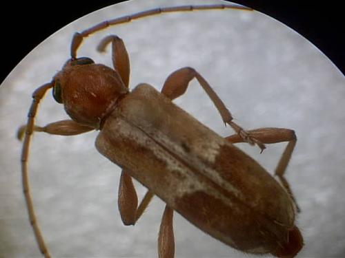 Réf. 4 336 : Trichoferus pallidus