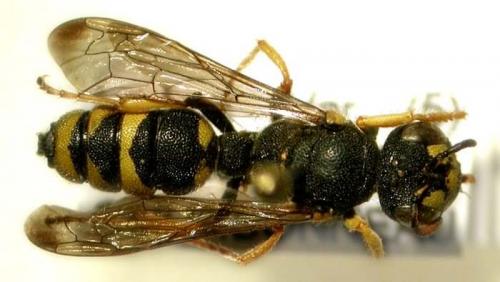 Réf. 4 344 : Cerceris sp.