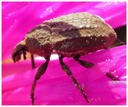 Minyops carinatus