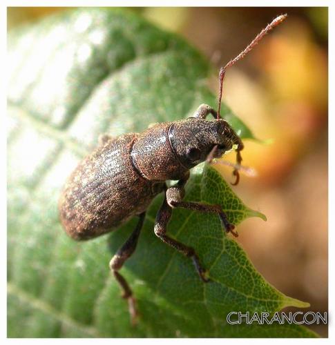 Brachyderes incanus