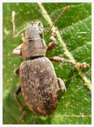 Brachyderes incanus
