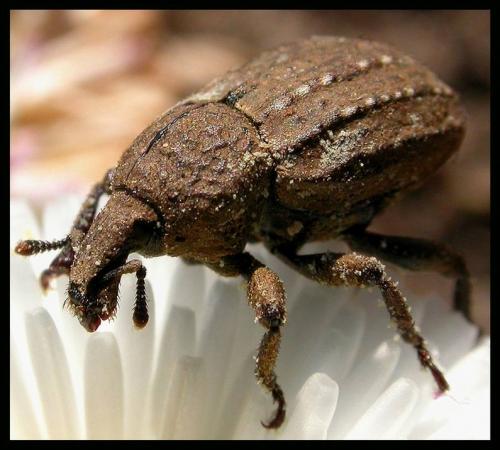 Minyops carinatus