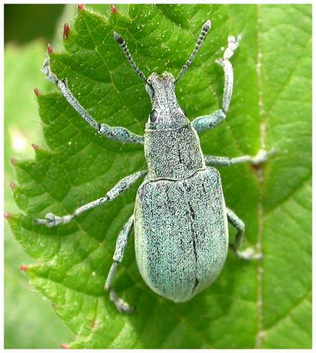 Réf. 4 590 : Chlorophanus viridis