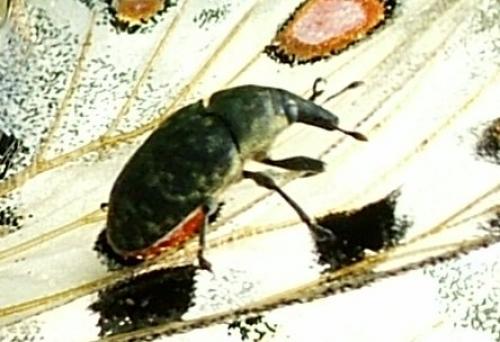 Réf. 4 674 : Larinus sp.