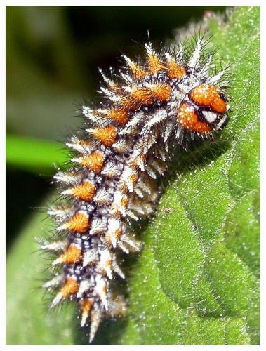 Melitaea didyma