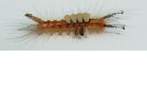 Orgyia sp.