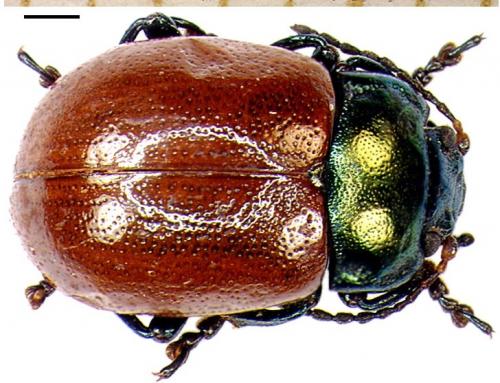 Réf. 4 137 : Chrysolina polita