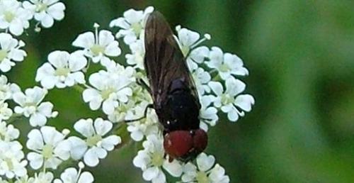 Chrysogaster solstitialis