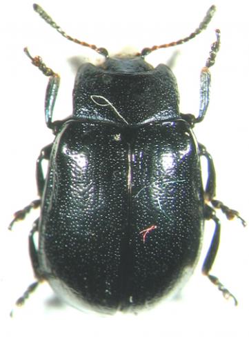 Plagiosterna aenea