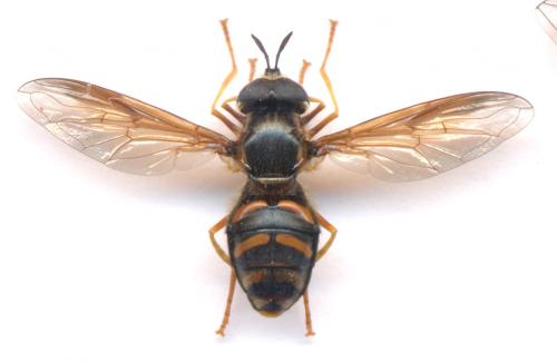 Chrysotoxum festivum