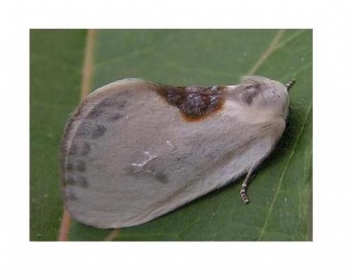 Cilix sp.