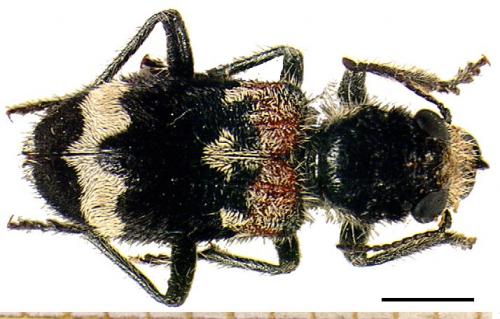 Clerus mutillarius