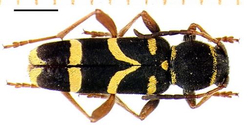 Réf. 4 170 : Clytus arietis