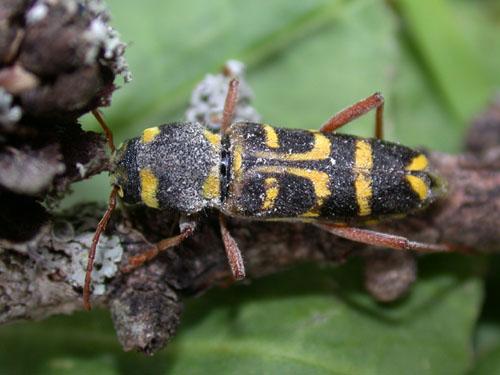 Xylotrechus arvicola