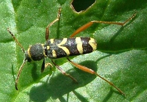Réf. 4 045 : Clytus arietis