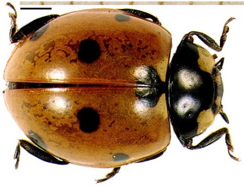 Coccinella septempunctata
