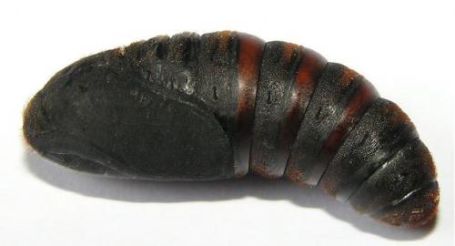 Macrothylacia rubi