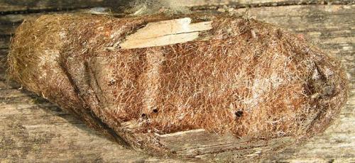 Saturnia pyri