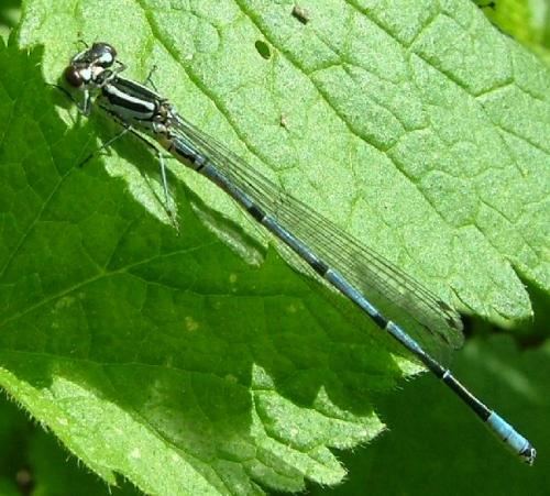 Coenagrion puella
