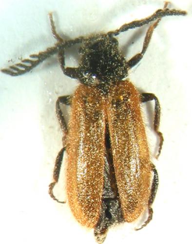 Drilus flavescens