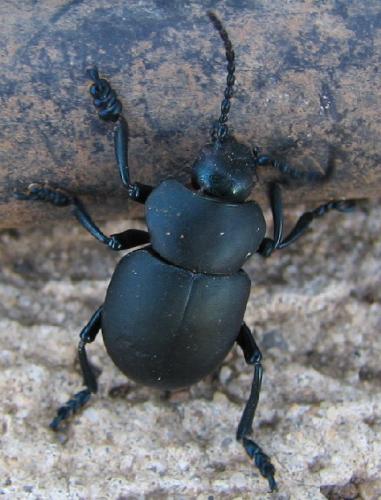 Timarcha tenebricosa
