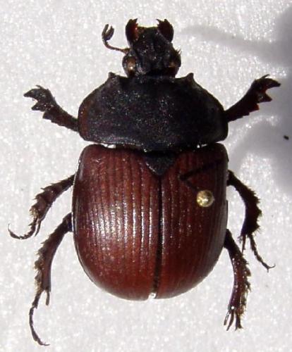 Réf. 4 387 : Typhaeus typhoeus