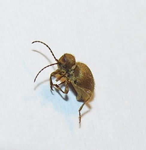 Réf. 4 720 : Niptus hololeucus