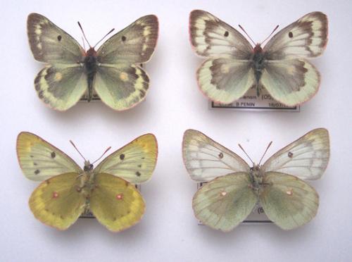 Colias phicomone