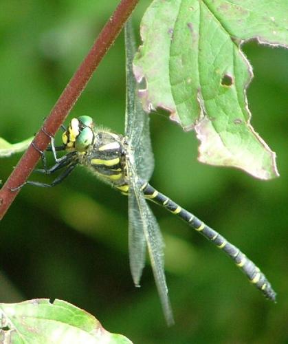 Cordulegaster boltonii