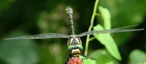 Cordulegaster boltonii