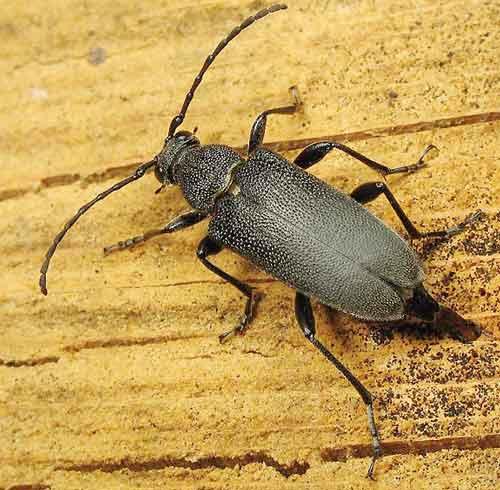 Réf. 4 016 : Stictoleptura scutellata