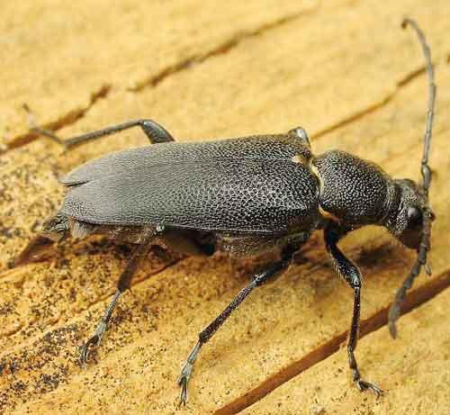 Réf. 4 018 : Stictoleptura scutellata