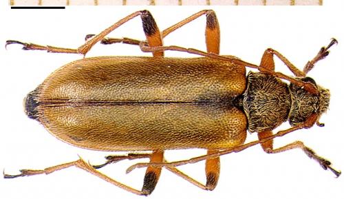 Cortodera humeralis