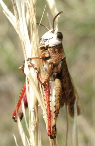 Calliptamus sp.