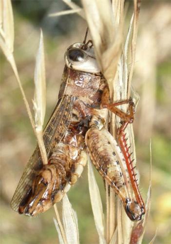Calliptamus sp.