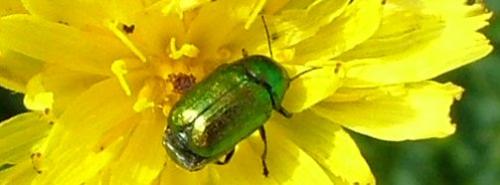 Cryptocephalus sp.