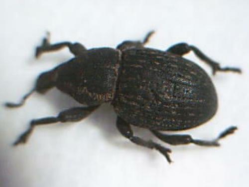 Réf. 4 847 : Anisorhynchus scabrosus
