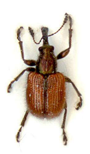 Tatianaerhynchites aequatus