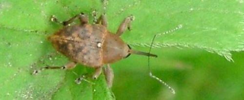 Curculio glandium